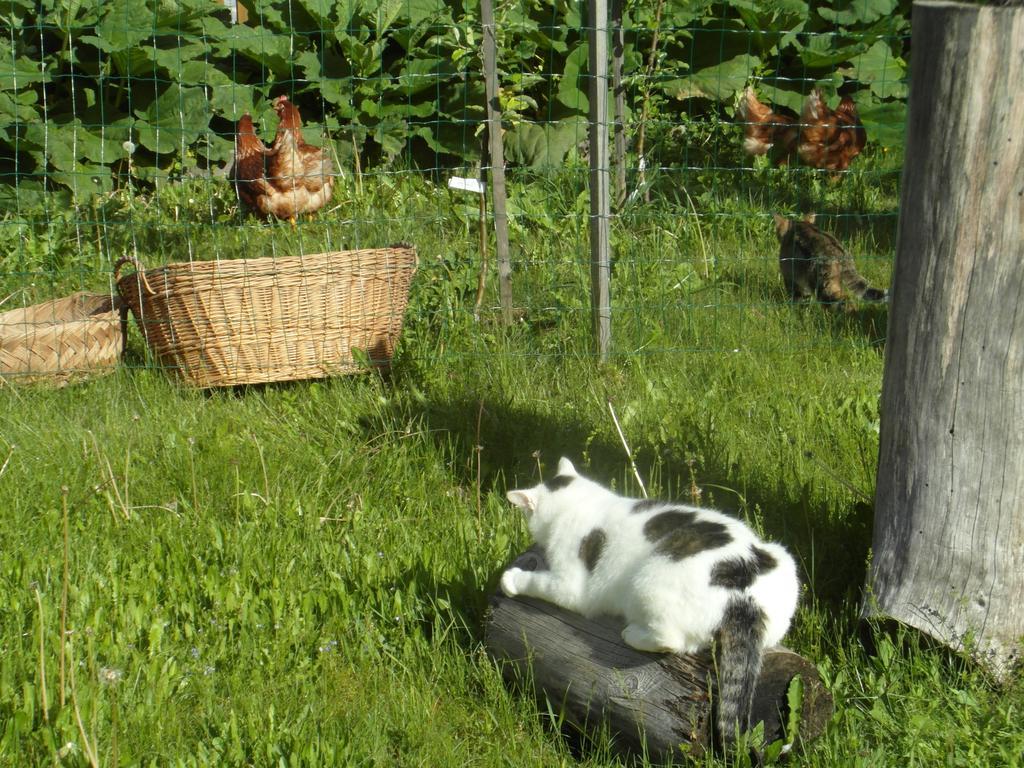 Farm Kosir Villa Kranjska Gora Kültér fotó