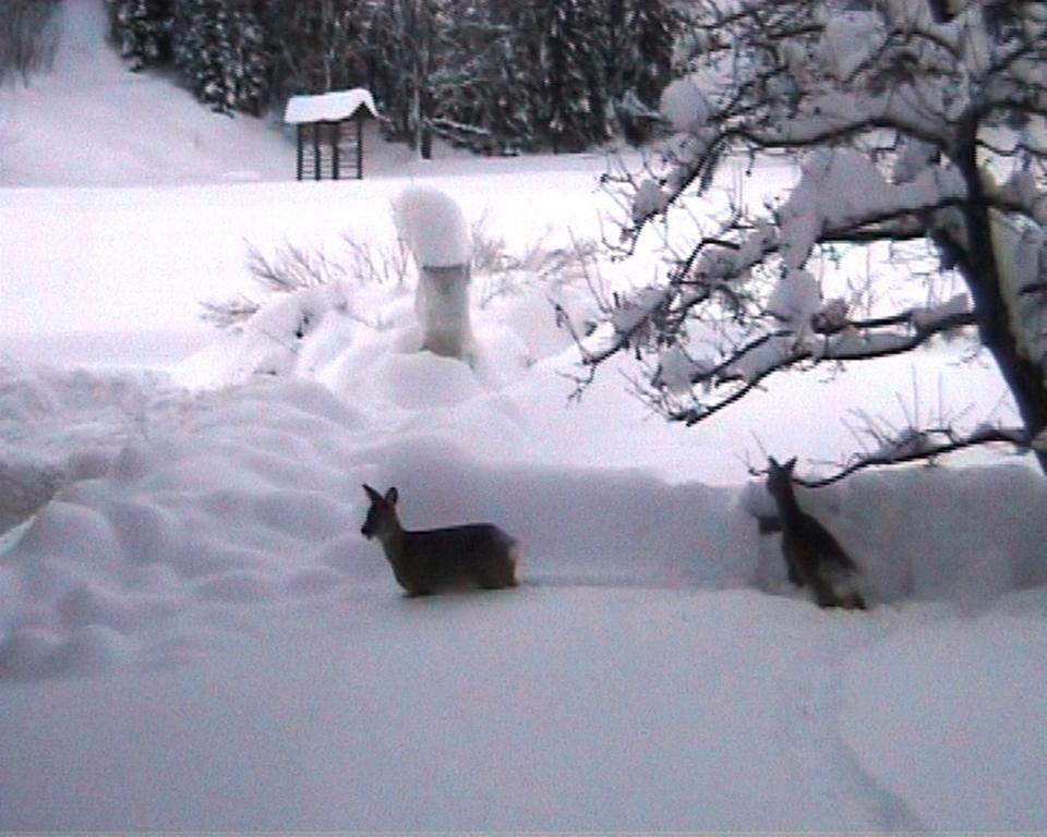Farm Kosir Villa Kranjska Gora Kültér fotó